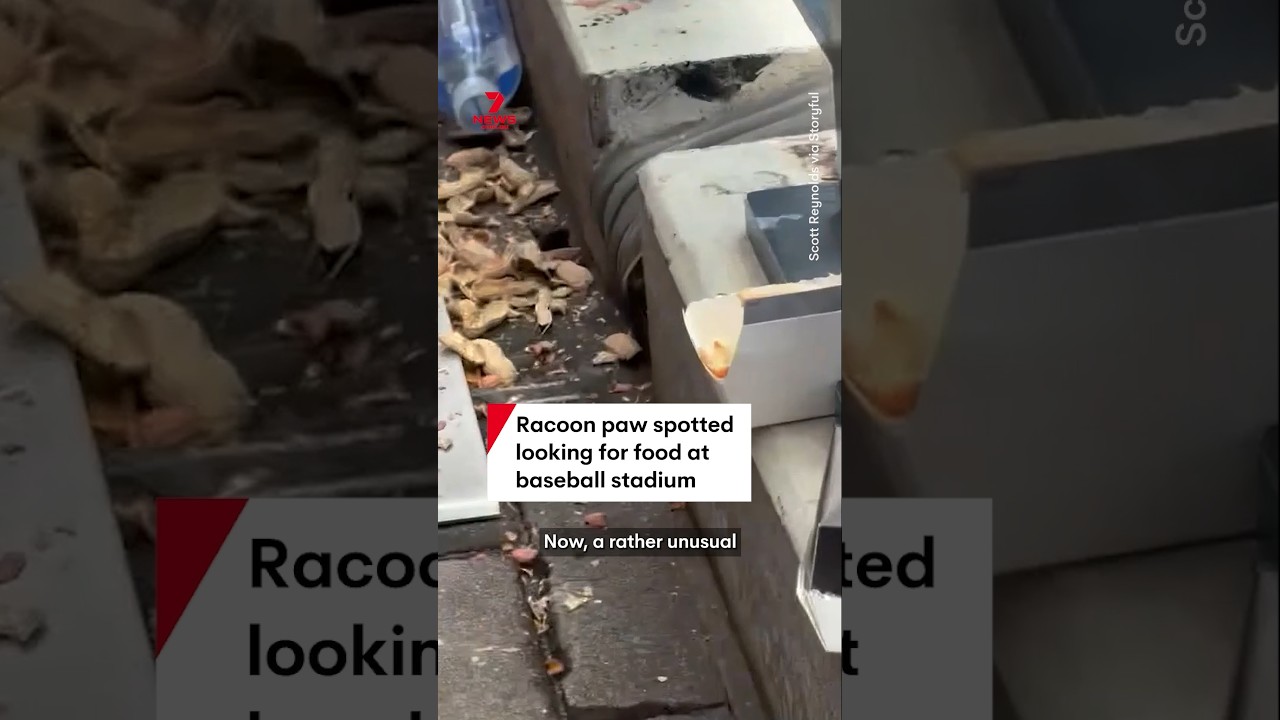 Racoon paw spotted looking for food at baseball stadium
