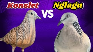 Perkutut Lokal Gacor Suara Tebal Vs Tekukur Gayer Suara Bening. Masteran Paling Oke