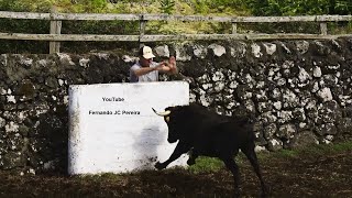 JAF - Escolha Dos Touros - (Porto Martins, Figueiras Do Paim, Biscoitos e São Carlos) - 2025