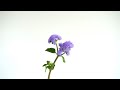 Flower Feature—Using Ageratum in Floral Arrangements