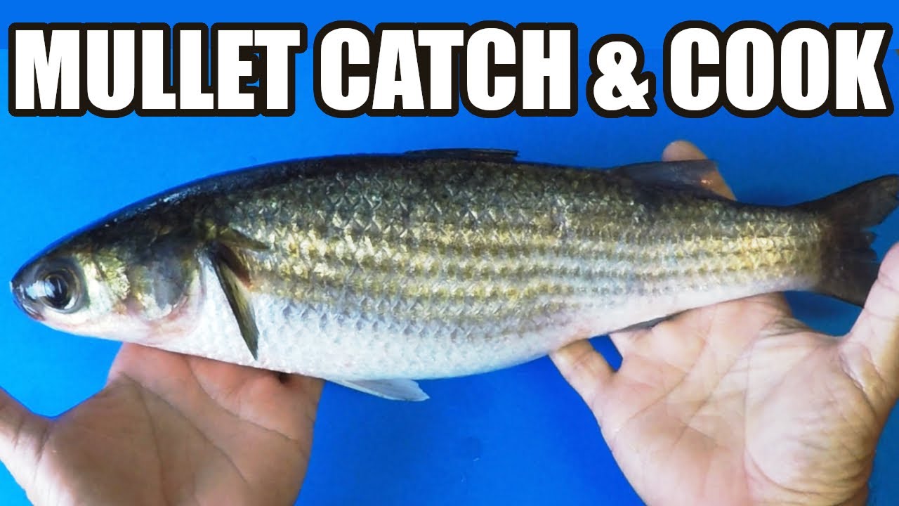 Mullet Catch and Cook, Florida Kayak Cast Net Fishing YouTube