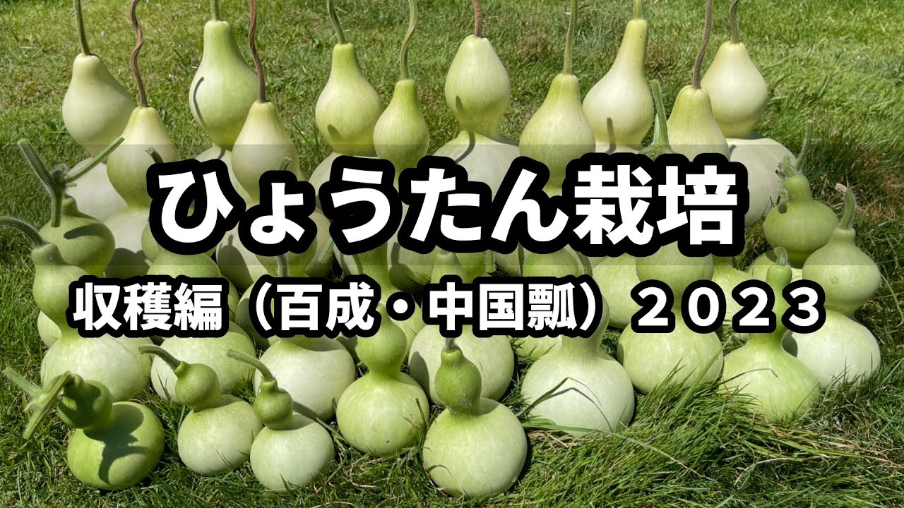ひょうたん栽培】収穫編（百成・中国瓢）2023⑦ - YouTube