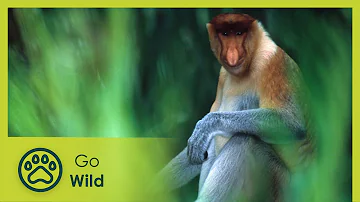 Biggest Nose in Borneo - Go Wild