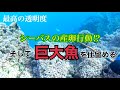 日本海でシーバスの産卵場を発見⁉︎そして巨大魚を仕留める！【魚突き】