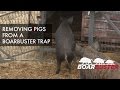 BoarBuster: Removing pigs from a BoarBuster trap