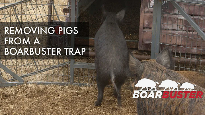 BoarBuster: Removing pigs from a BoarBuster trap