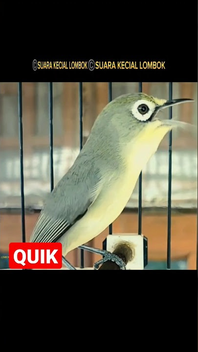 SOUND BIRDS KECIAL KUNING QUIK