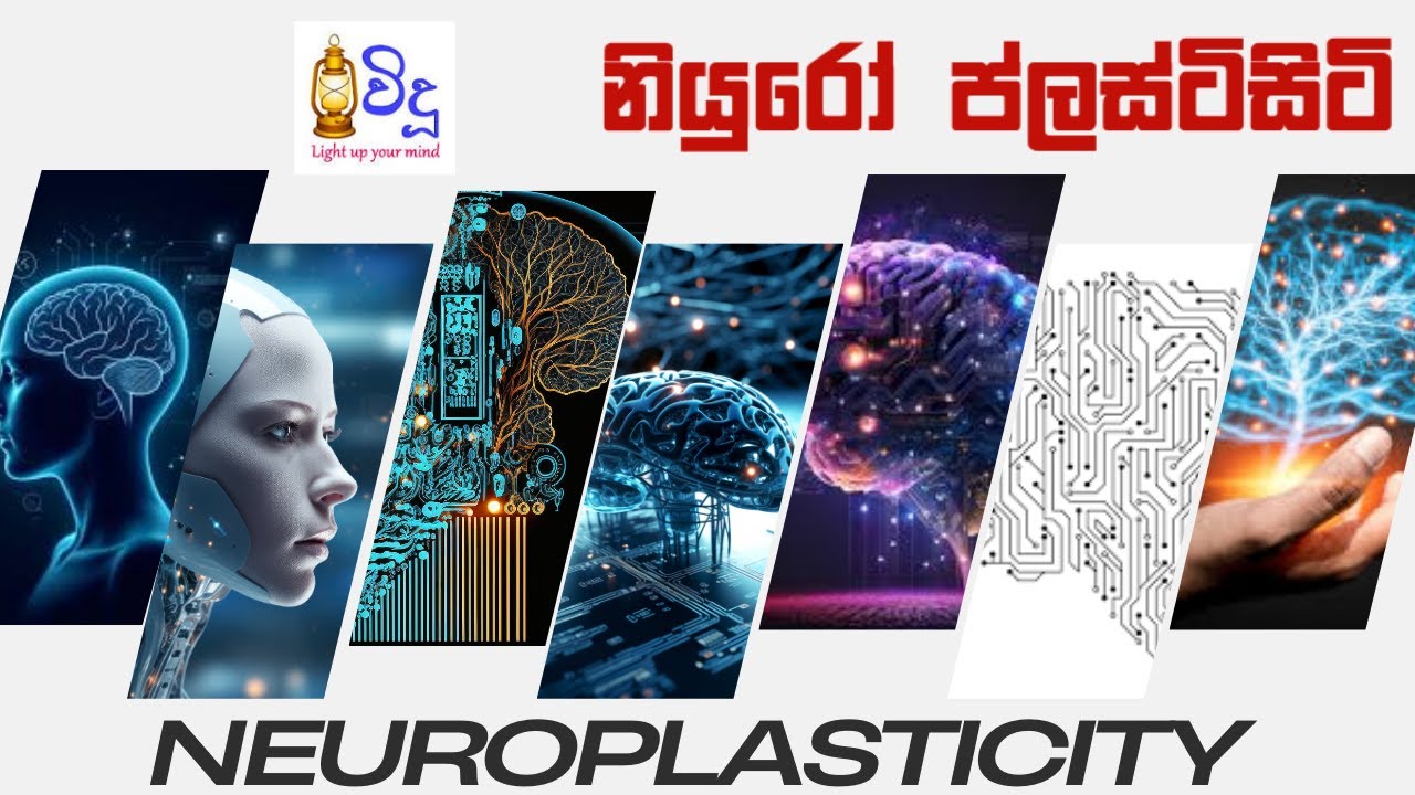 Neuroplasticity | Brain Plasticity  |ස්නායු ප්ලාස්ටික් බව