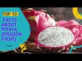 Top 10 Amazing Facts About Pitaya Dragon Fruit - Healthy Benefit Of Eating Dragon Fruit