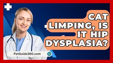 Cat Limping, Is It Hip Dysplasia? - PetGuide360.com