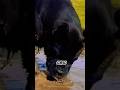 Canecorso #canecorso #animals #guarddog #pets