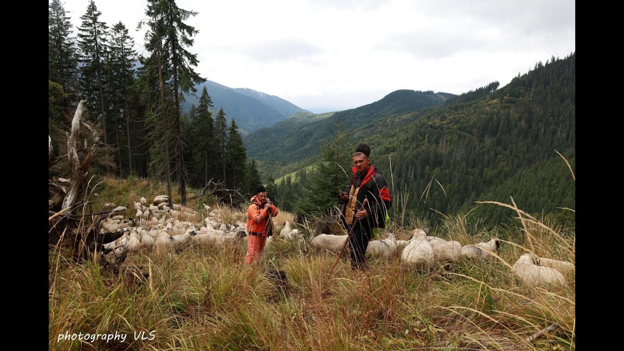 Ciobanie cu Ghita  si Alin   în Muntii Sureanu Ținutul Momârlanilor Petrileni lupii ne dau tarcoale!
