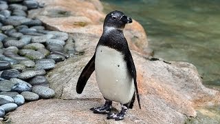 Penguin Bloopers Chocolate The African Penguin