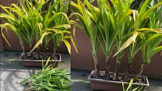 How to Divide and Propagate Golden Crinum Lily + more Babies