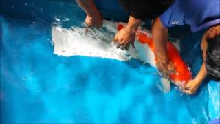 APSB 2 Years Old 78cm Jumbo Koi (05082015)