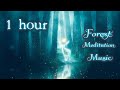 1 hour forest meditation music  relaxation  study  sleep  relax  focus