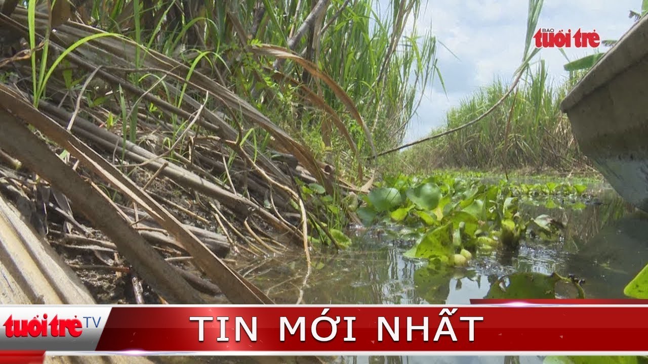 Hơn 1.000 ha mía ngoài đê bao có nguy cơ bị ngập sâu - YouTube