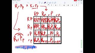 Dihybrid and Two Trait Crosses 1