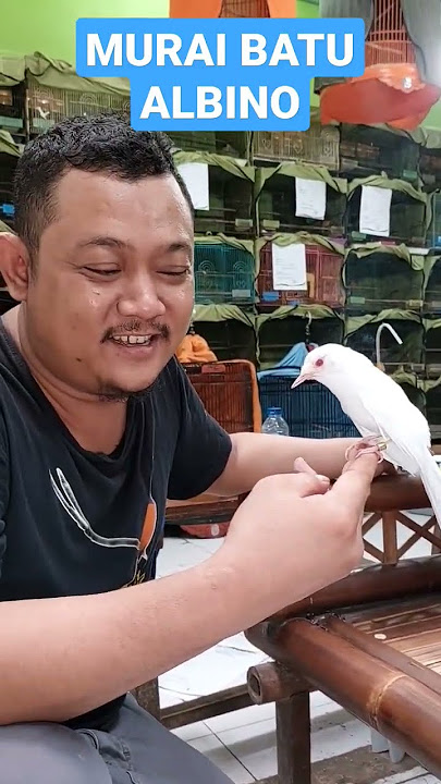Burung Sultan Murai Batu Albino #muraibatu #mbrk #muraialbino #shorts #short #shortvideo
