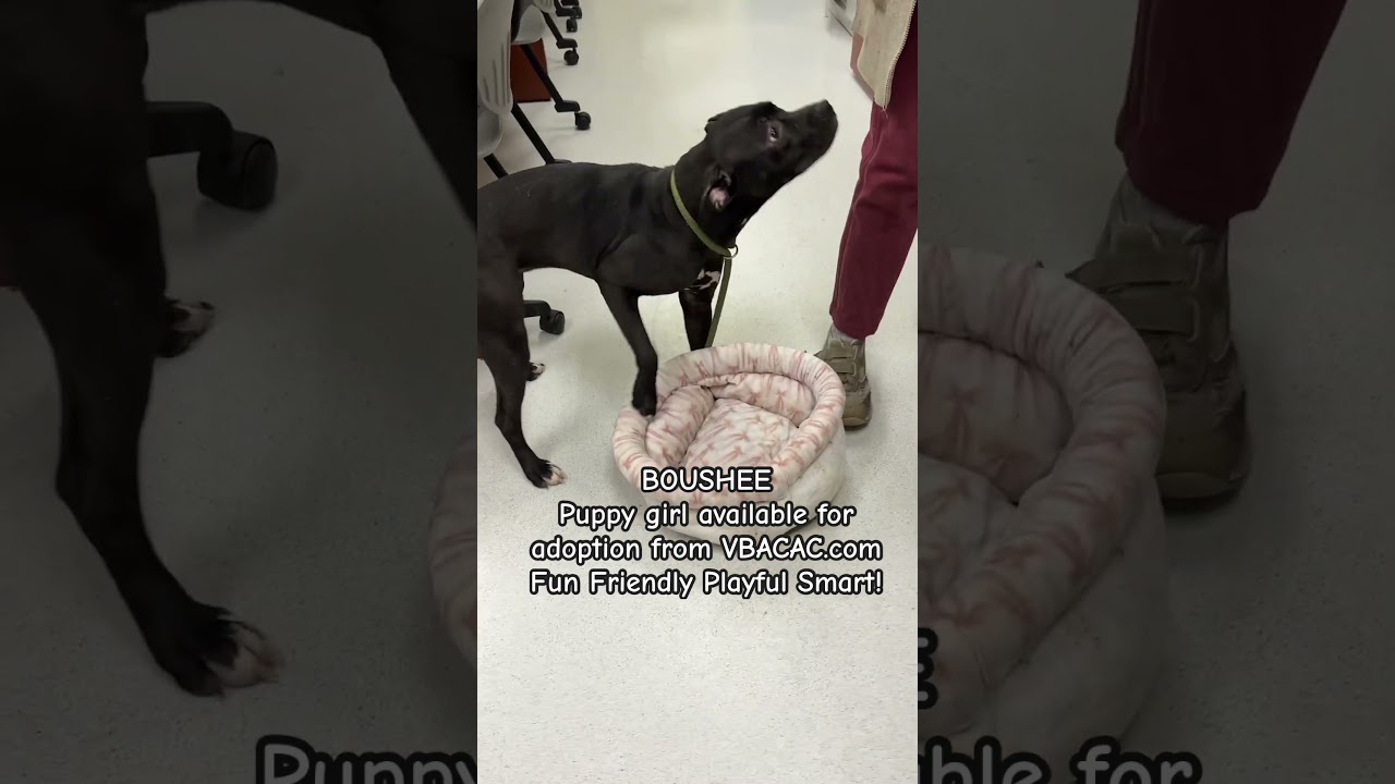 Примите в семью Буши! VBACAC.com 