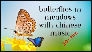 Butterflies in Meadows with Relaxing Chinese Music...Over 10 Hours