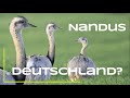 Wilde Nandus? Kuriose Tiere in Deutschland Teil 1