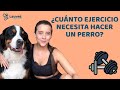 ¿MI PERRO NECESITA HACER EJERCICIO? ¿CUÁNTO NECESITA? - Lauvet