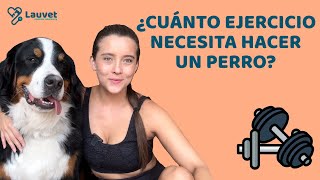 ¿MI PERRO NECESITA HACER EJERCICIO? ¿CUÁNTO NECESITA?  Lauvet