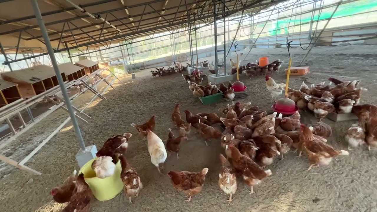 【放し飼い養鶏】鳥インフルエンザの真実 part1