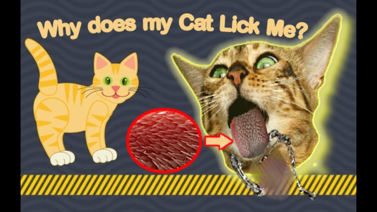 Bengal Cats React To Why Does My Cat Lick Me? (2019) Ep.25 YouTube