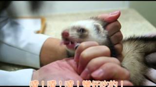 當小貂來到醫院 BY英國皇家動物醫院