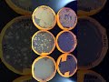 Bacterial Enumeration Results - Sponge 🧽
