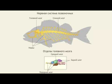 Нервная система позвоночных