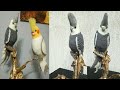 crochet white face cockatiel bird amigurumi || crochet bird || crochet bird with written pattern