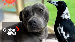Molly the magpie reunites with “best friend” dog after public outcry