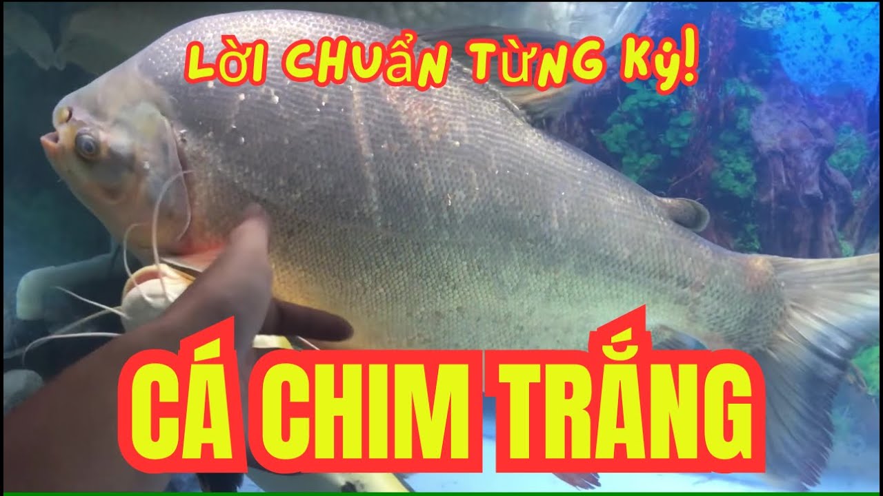 Làm Giàu Từ Mô Hình Nuôi Cá Chim Trắng Đạt Chuẩn | Bí Kíp Thành Công