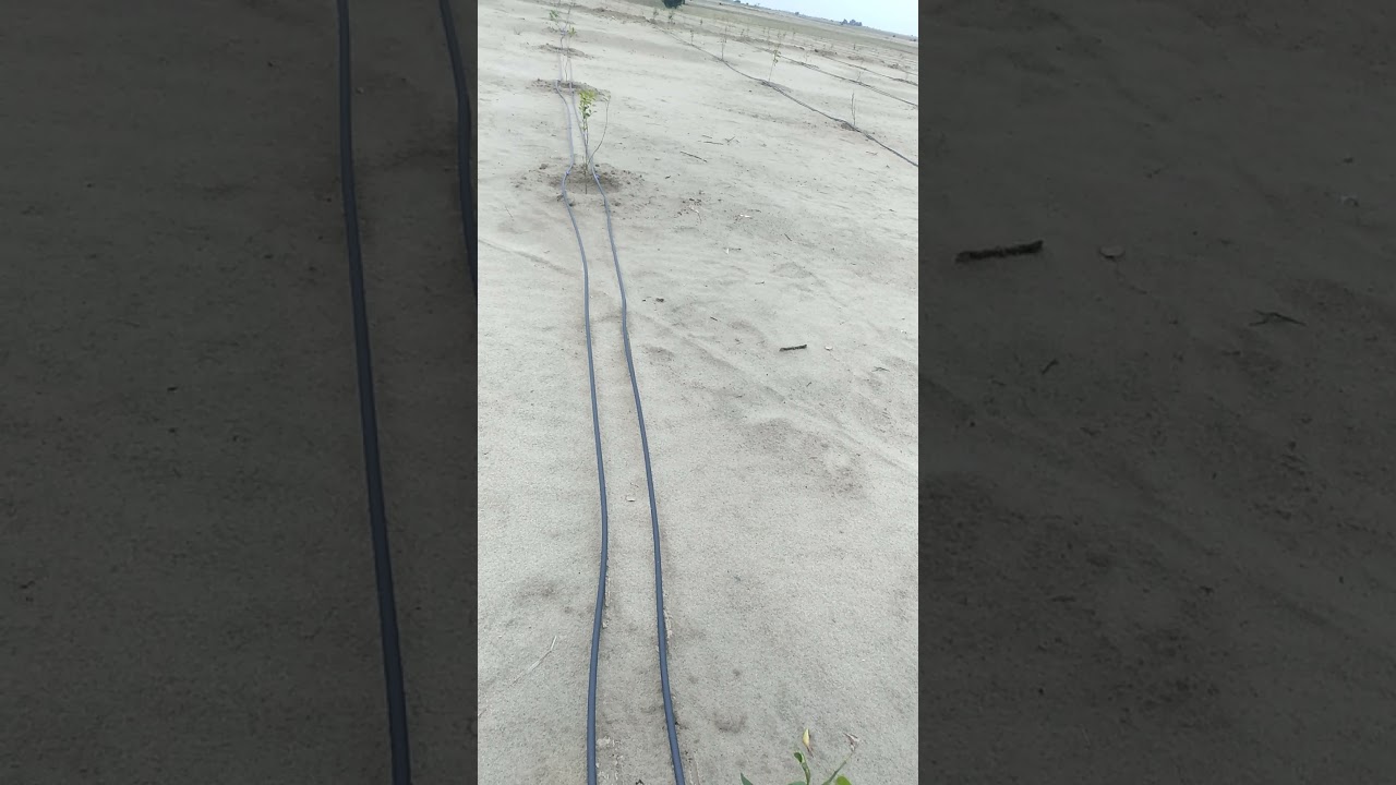 Citrus Farming on drip irrigation In Thal desert 🏜️..