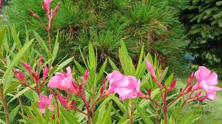 Nerium oleander oleandr obecný