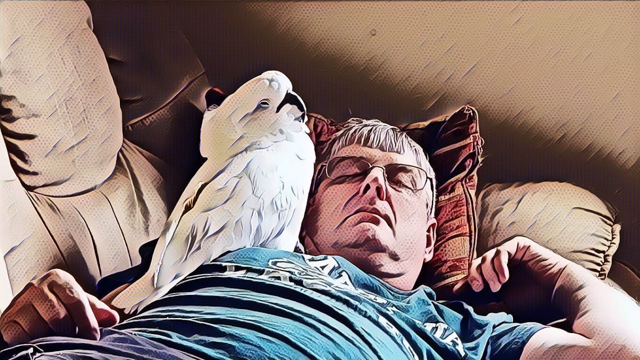 cockatoo price ph Poor Onni, Scott Fell Asleep 💤