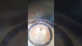 Snail Mouth(radula) up Close- Happy they aren't Giant