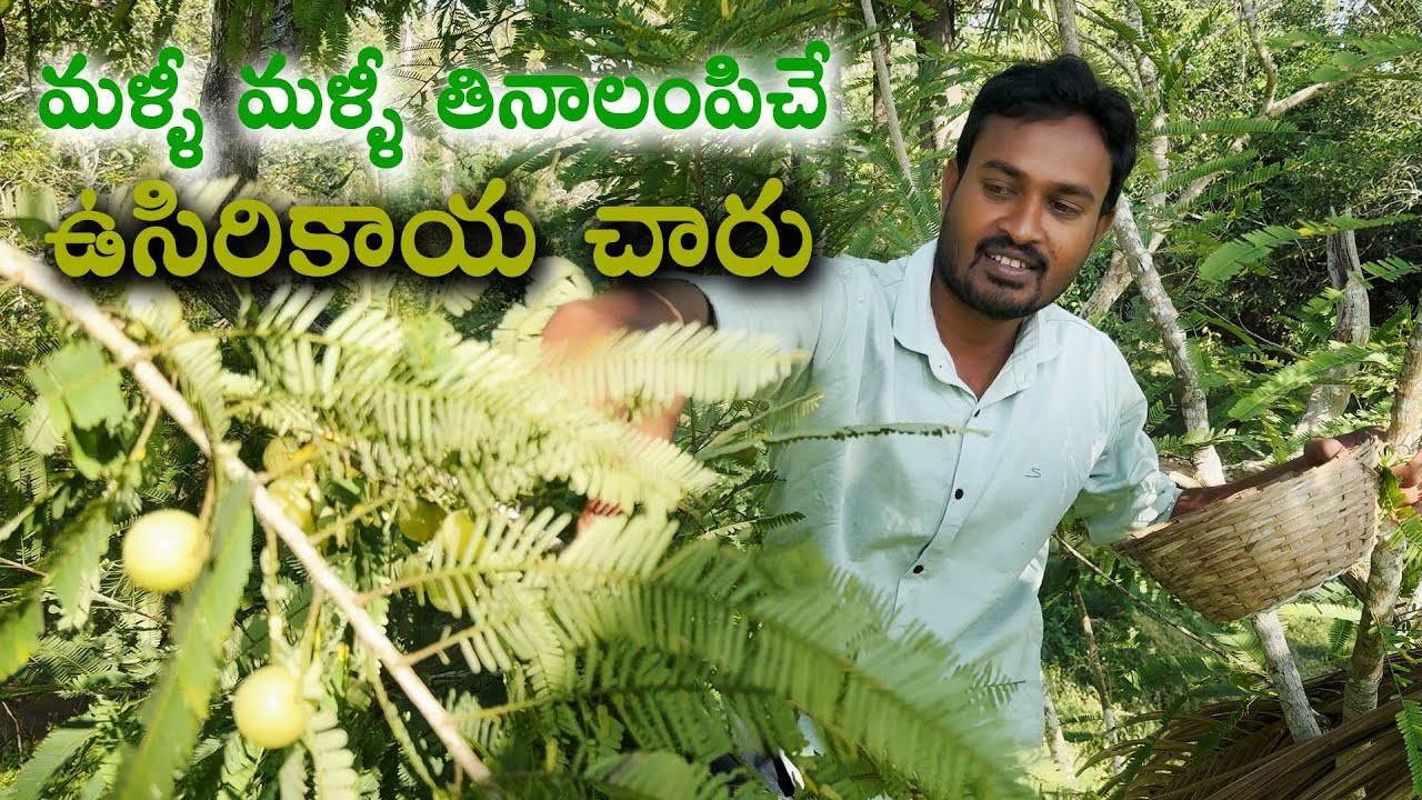 ఉసిరికాయ చారు || Usirikaya Charu Recipe || Amla Rasam recipe