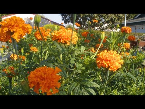 Video: Lumalagong Marigolds
