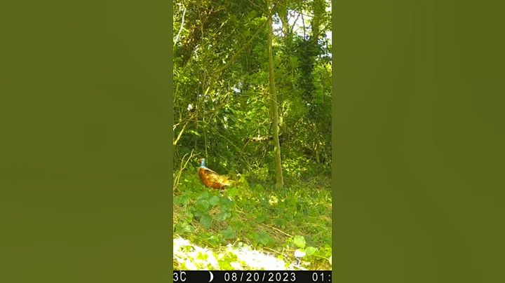 Pheasant attempting to catch a flying insect
