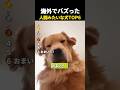 海外でバズった 人間みたいな犬TOP6