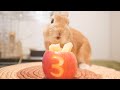 誕生日にご褒美あげたら想像以上のクチャクチャ音だったうさぎ【No.339】