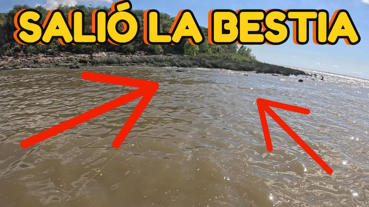 PESCES GIGANTES en Buenos Aires