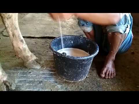 Video: Cara Memerah Susu Lembu