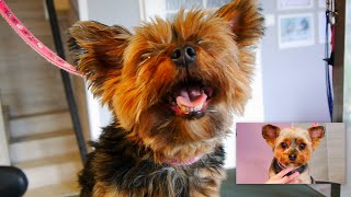 Let's groom a Yorkie's head - Step by Step