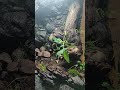 Almost finished paludarium