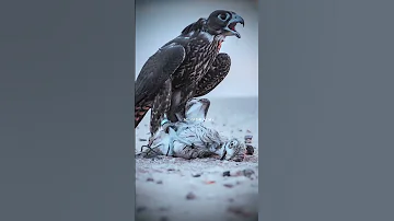 انا العنيد الذي فكره يروم العناد 
